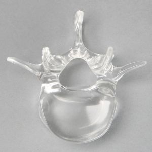 Vertebra L4, Solid Clear Plastic