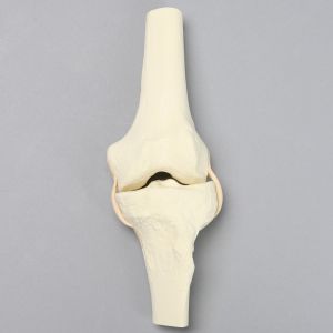 Knee Demonstrator Replacement, Solid Foam