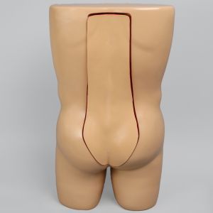 Vertebroplasty Trunk with Spine Model