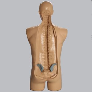 Torso, Full, Spine Holder with Radiopaque Iliac Crests