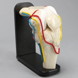 Knee Joint with Cartilage, Menisci, Arteries, Veins, Nerves, and Ligaments