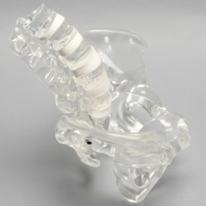 Spine with Full Pelvis, Lumbar, Solid Clear Plastic