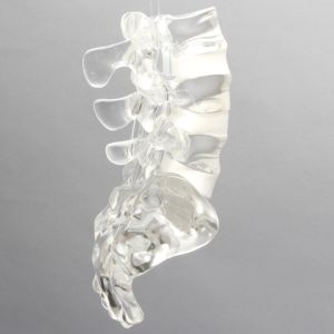 Lumbar Vertebrae L3-Sacrum with White Foam Discs, Solid Clear Plastic