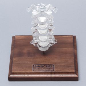 Spine C1-C7, Cervical, Solid Clear Plastic on Stand