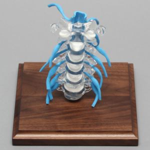 Spine with Nerve Roots, Cervical, Solid Clear Plastic