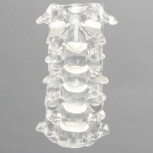 Spine C1-C7, Cervical, Solid Clear Plastic