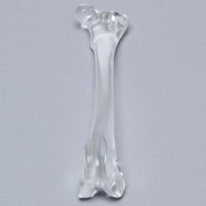 Canine Femur, Solid Clear Plastic