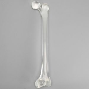 Femur without Canal, Solid Clear Plastic, Large