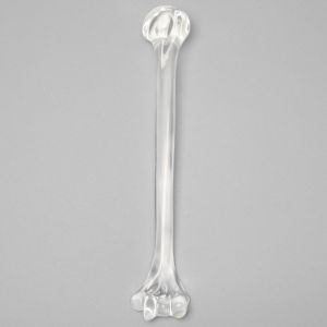 Humerus without Canal, Solid Clear Plastic