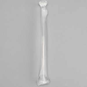 Radius without Canal, Solid Clear Plastic