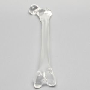 Femur without Canal, Solid Clear Plastic, Medium