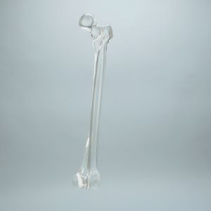 Femur with 15.6 mm Canal, Solid Clear Plastic