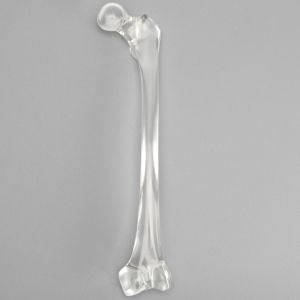 Femur without Canal, Pediatric, Solid Clear Plastic