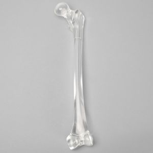 Femur with Canal, Pediatric, Solid Clear Plastic