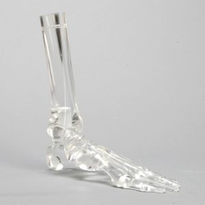 Foot and Ankle without Stand, Solid Clear Plastic