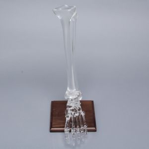 Foot and Ankle with Full Tibia and Fibula, Solid Clear Plastic