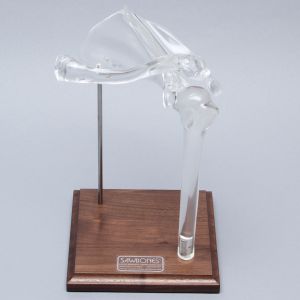 Shoulder with Stand, Solid Clear Plastic