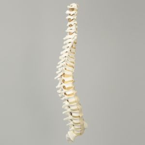 Spine, C1 to Sacrum, with Reinforced Flex Rod, Full