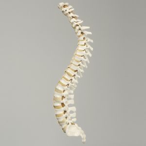 Spine, C1 to Sacrum with Pedicle Drilling and Reinforced Flex Rod, Full