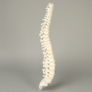 Spine with Flex and Hold Feature, Full