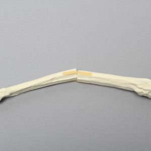 Canine Radius with Midshaft Transverse Fracture, Solid Foam, Right