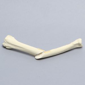 Canine Radius with Oblique Midshaft Fracture, Solid Foam, Right