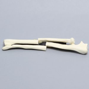 Canine Forelimb with Fractures, Solid Foam