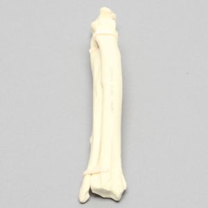 Canine Radius and Ulna, Solid Foam