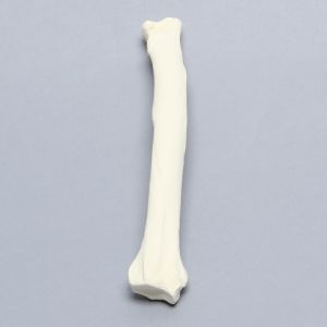 Canine Radius with 20 PCF Density, Solid Foam