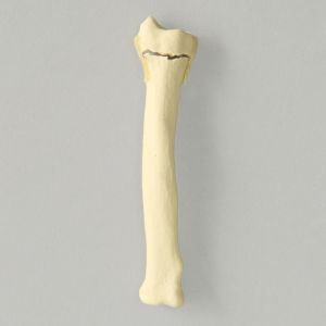 Canine Radius with Distal Transverse Fracture, Solid Foam, Small