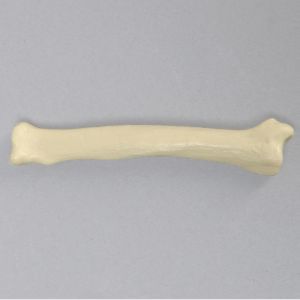 Canine Radius, Solid Foam, Small