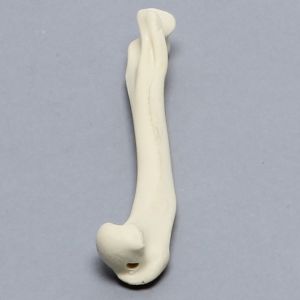 Feline Humerus