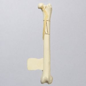 Feline Femur with Multiple Fractures and Vise Attachment