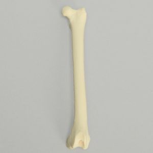 Feline Femur with Canal