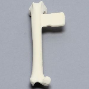 Feline Femur with Vise Attachment