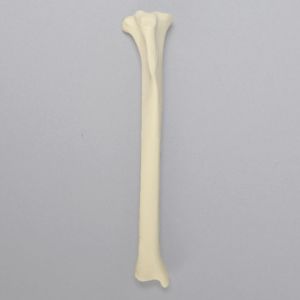 Feline Tibia, Solid foam, Left