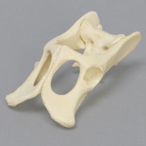 Feline Pelvis, Solid Foam