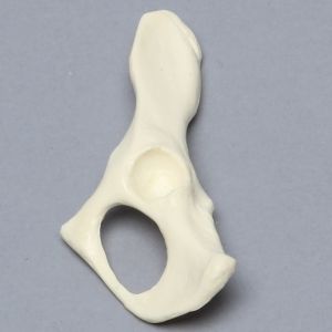 Feline Hemi Pelvis, Solid Foam, Left