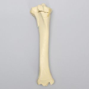 Equine Foal Tibia with Fracture