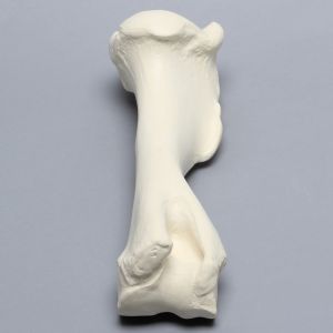 Equine Humerus, Solid Foam, Right