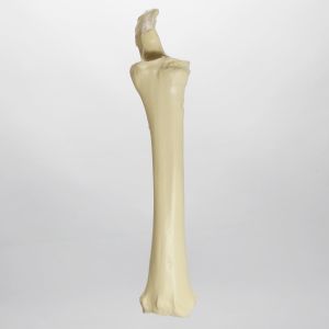 Equine Radius and Ulna, Foam Cortical Shell, Right