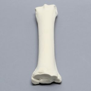 Equine Joint, 7 Piece Carpal Set