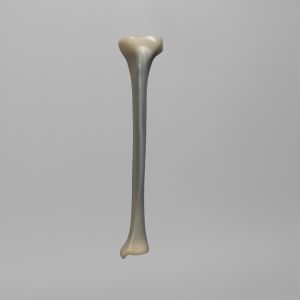 Tibia, absolute™ 4th Gen., 17 PCF Solid Foam Core, Medium