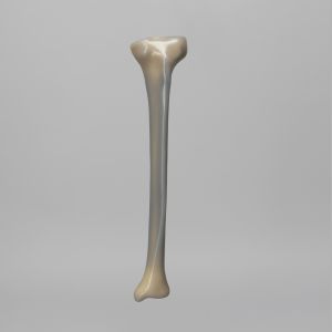 Tibia, absolute™ 4th Gen., 17 PCF Solid Foam Core, Large