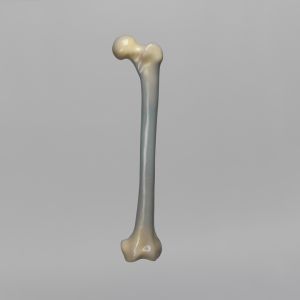 Femur, absolute™ 4th Gen., 17 PCF Solid Foam Cancellous, Large