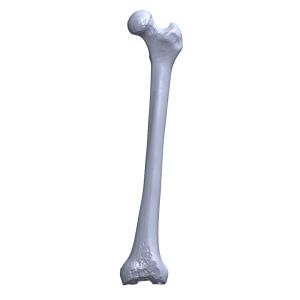 Femur, Scan of #1121-8