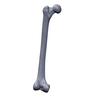 Femur, 4th Generation, Scan of #3406