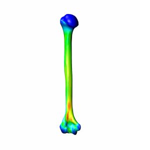 Humerus, Finite Element Model of #3404