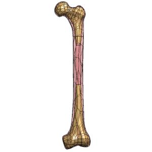 Femur, Scan of 4th Generation #3406