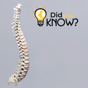 Did you know your spine consists of 24 moving vertebrae? When you are born, your #spine is actually made up of 33 vertebrae, but as we get older, some of those #vertebrae fuse together.